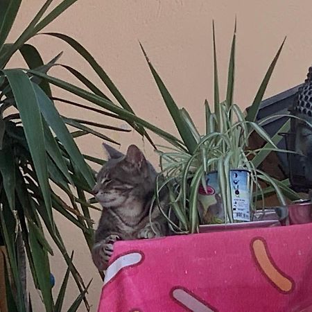 Pozzo Di Borgo Apartment Ajaccio  Bagian luar foto